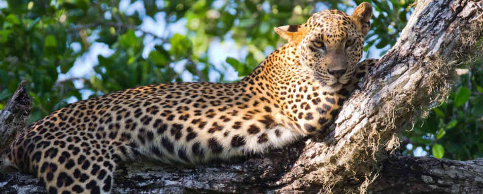 Wildlife