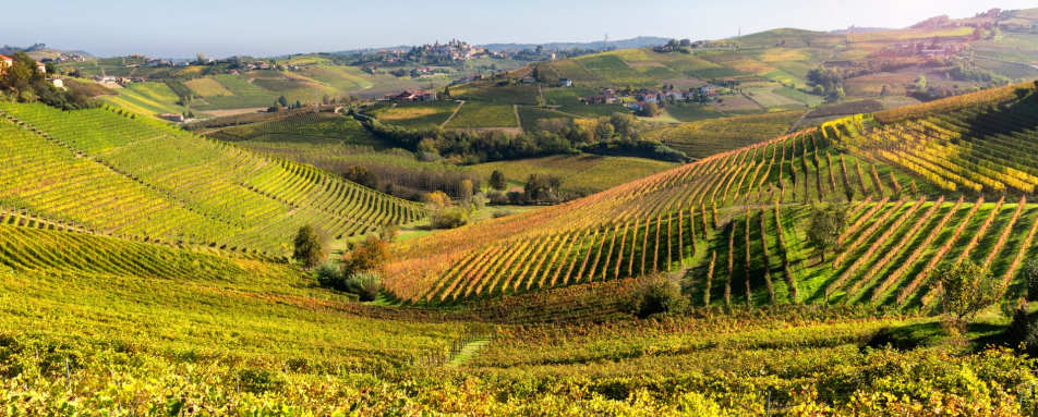Discover Valpolicella and its wines