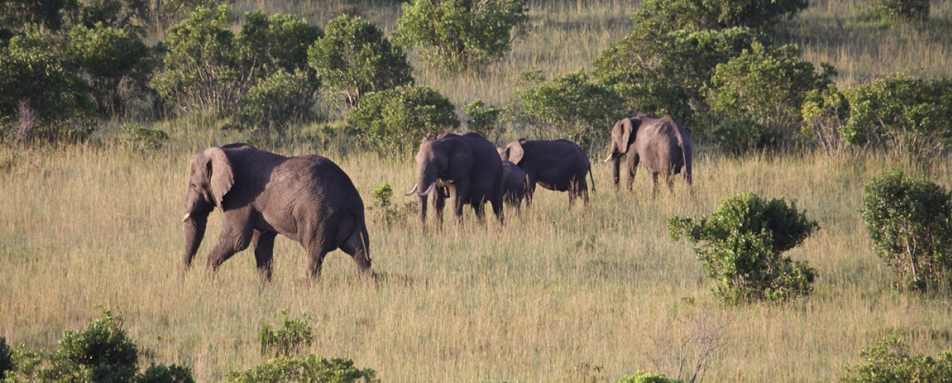 Mara Plains- 11