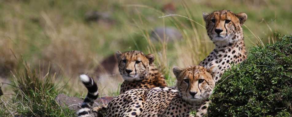 Offbeat Mara Camp- 16