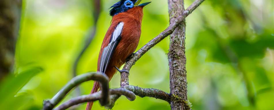 Masoala Forest Lodge- 27