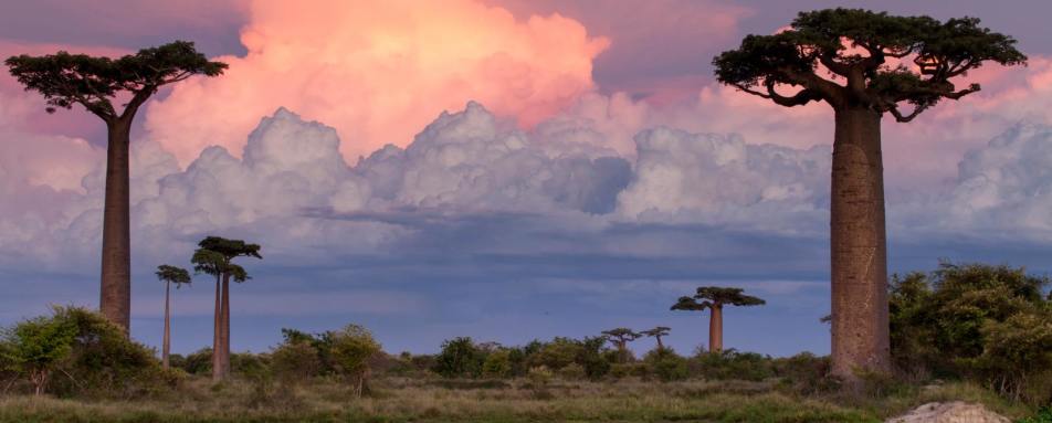 Baobabs - Madagascar's baobabs and butterflies
