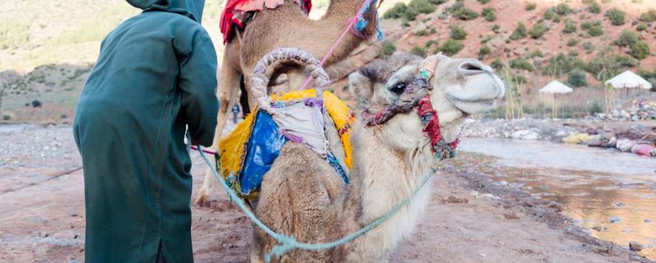 Camels - Authentic Morocco