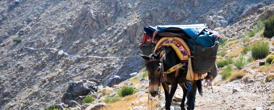 Mule - Classic Morocco