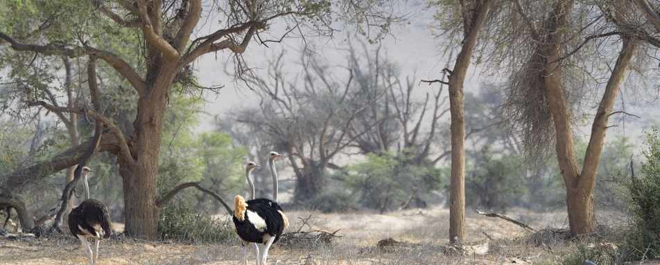 Ostrich 