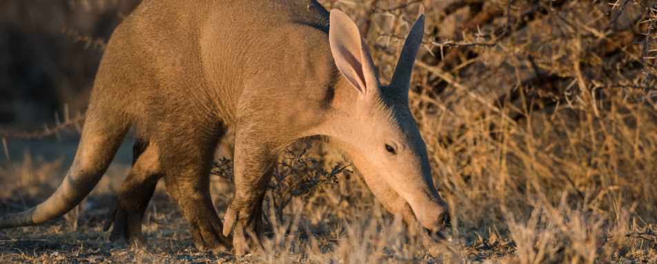 Etosha Mountain Lodge- 16