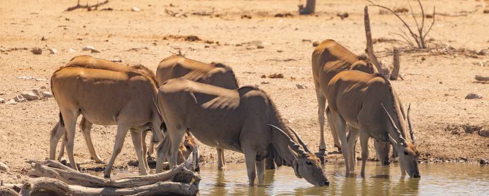 Etosha Mountain Lodge- 15