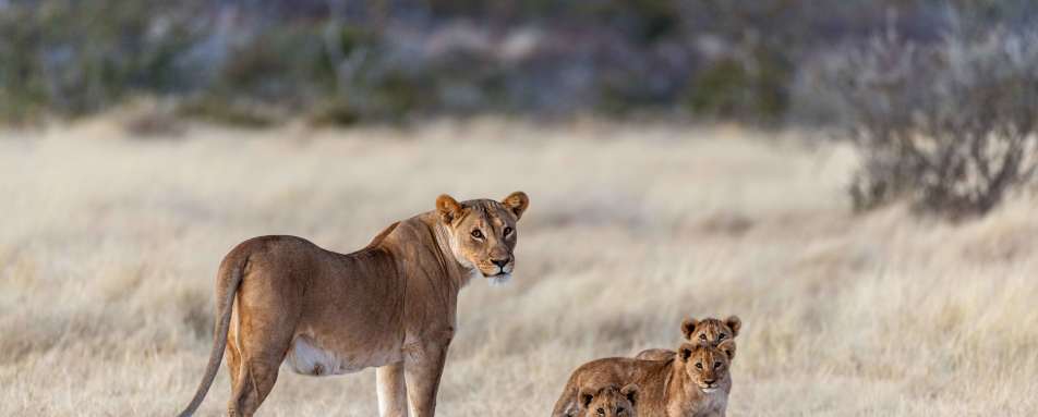 Etosha Mountain Lodge- 25