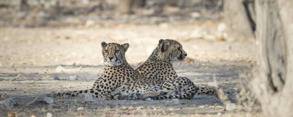 Ongava Lodge- 57