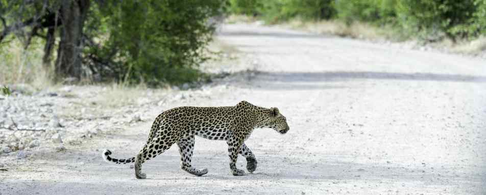 Onguma Tented Camp- 24