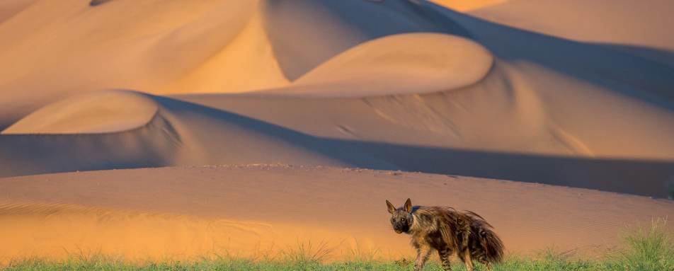 Aardwolf - 