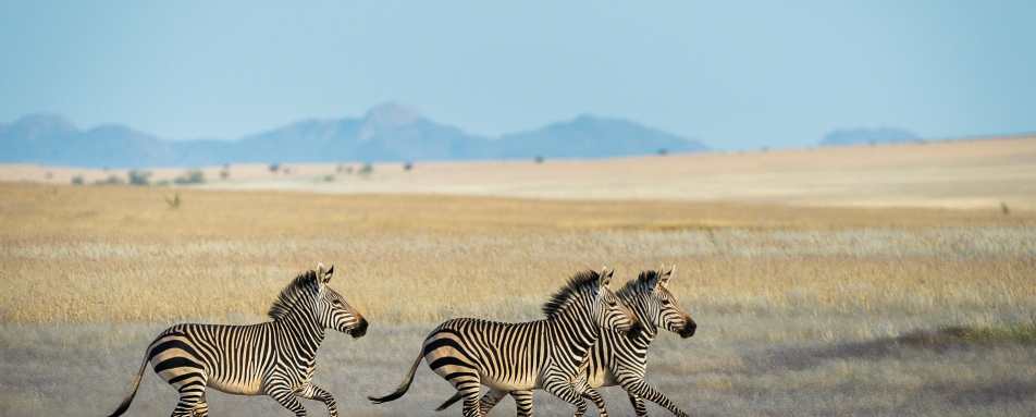 Zebra - 