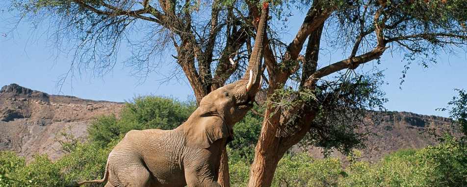 Desert elephant 