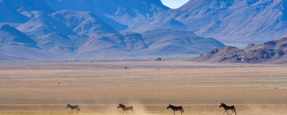 Zebra - 