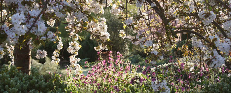 Cherry blossoms in the garden - Edenhouse