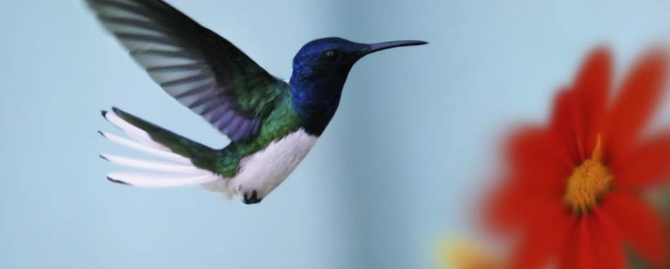 Wildlife of Panama