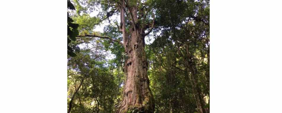 Private Giant Millenary Quercus Tree Hike