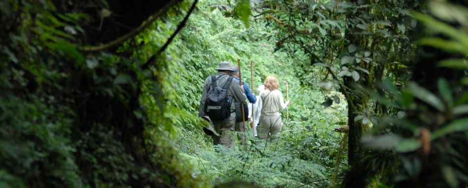 Gorilla Trekking