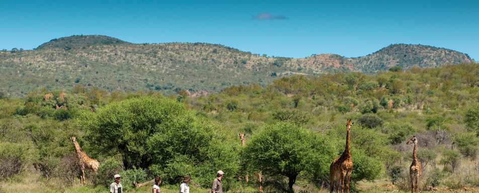 Madikwe Safari Lodge- 54