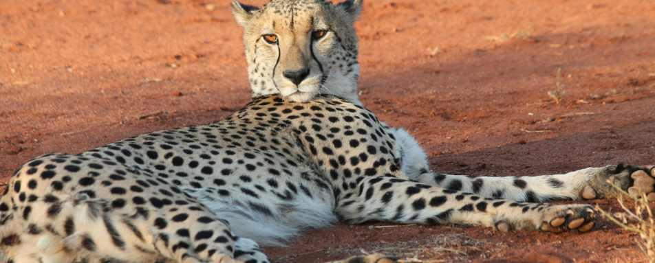 Molori Safari Lodge- 52