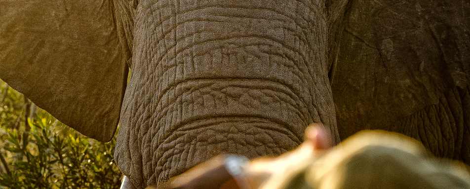 Saseka Tented Camp- 45