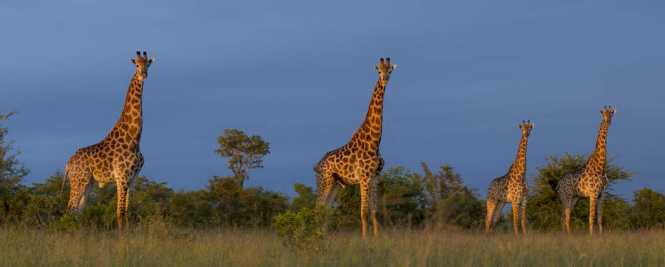 Singita Ebony Lodge- 30
