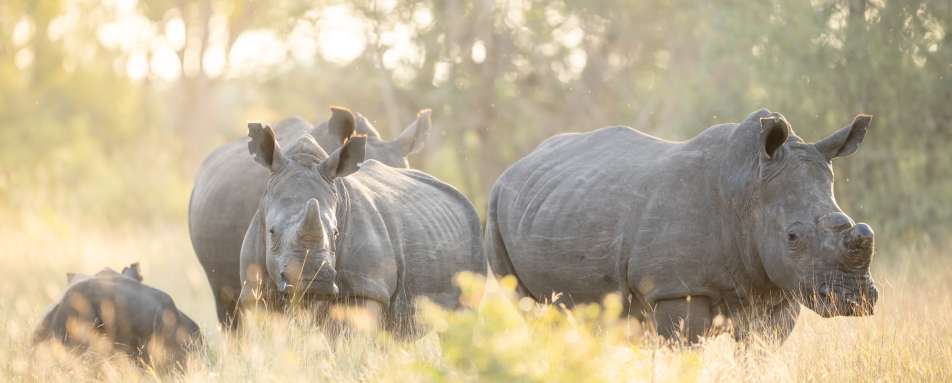 Singita Ebony Lodge- 42
