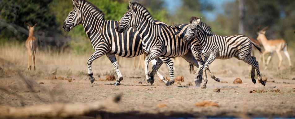 Tanda Tula Safari Camp- 43