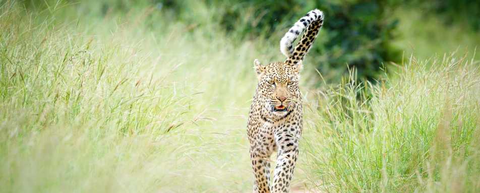 Tanda Tula Safari Camp- 49