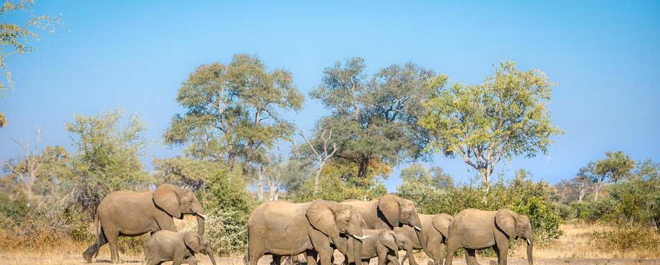 Tanda Tula Safari Camp- 50
