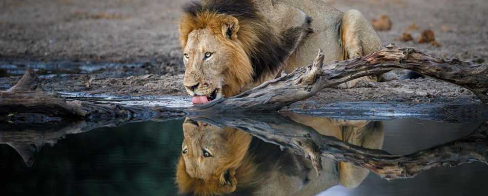Tanda Tula Safari Camp- 54