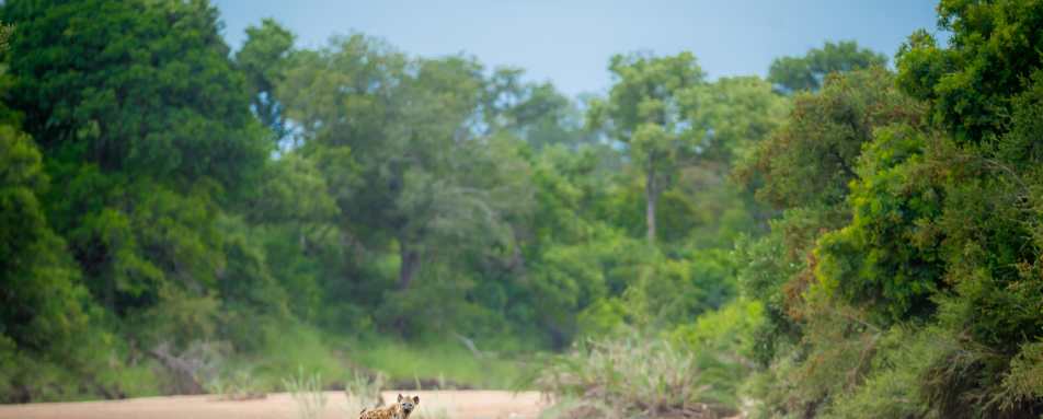 Tanda Tula Safari Camp- 51