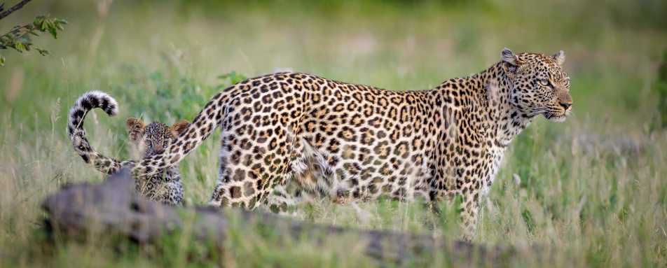 Tanda Tula Safari Camp- 55