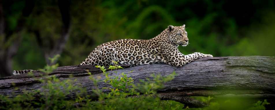 Tanda Tula Safari Camp- 58