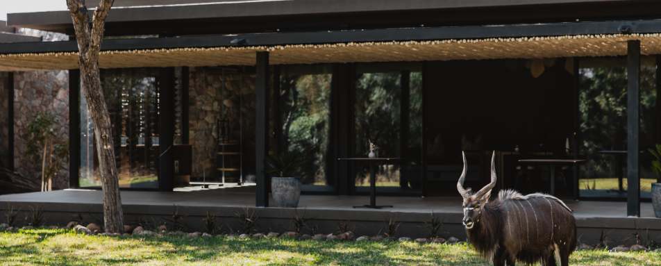 Tanda Tula Safari Camp- 15