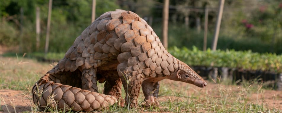 Pangolin Rehabilitation Experience