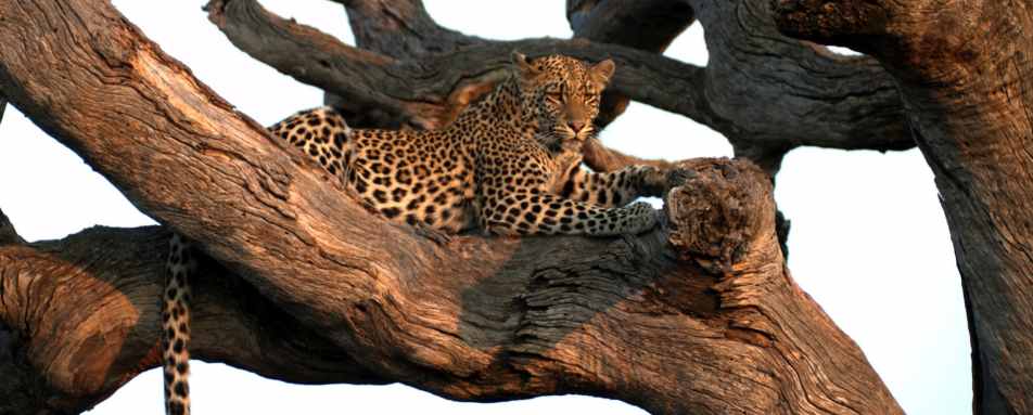 madikwe-vs-kruger-ultimate-safari-showdown