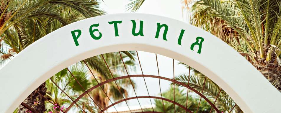 Petunia Ibiza- 33