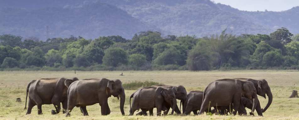 Minneriya National Park