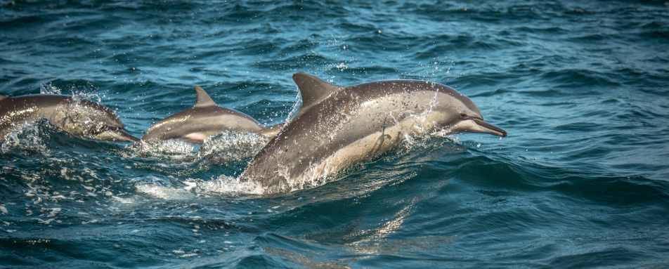 Whale and Dolphin Watching by Private Catamaran