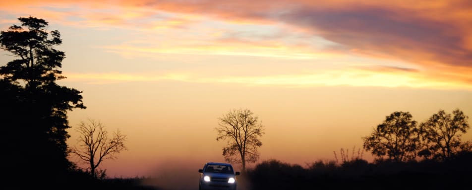 Night safari 