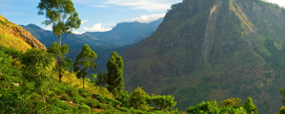 Tea Country 