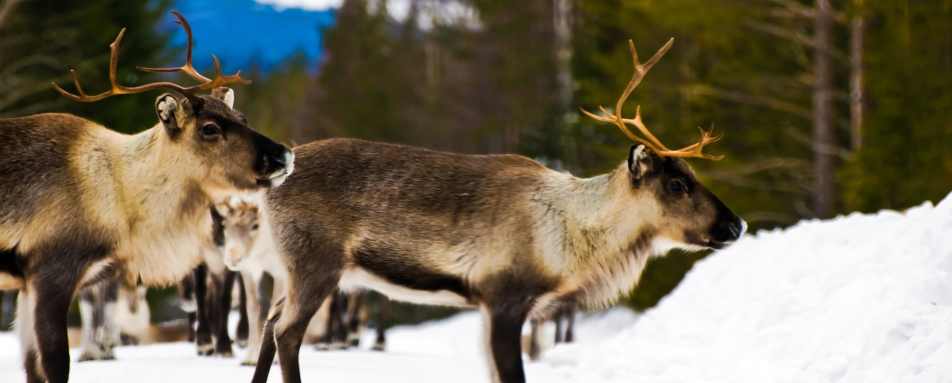 Reindeer visit at Lapland Guesthouse