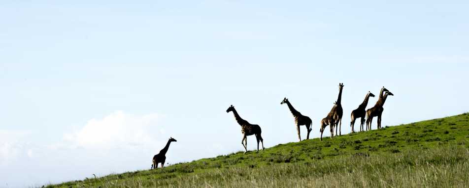 Entamanu Ngorongoro- 29