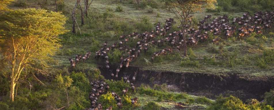 The Great Migration - Mwiba River Lodge