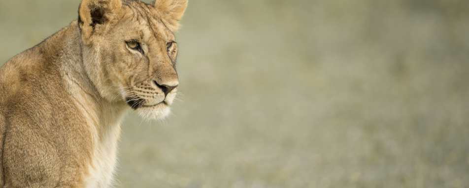 Lion spotting