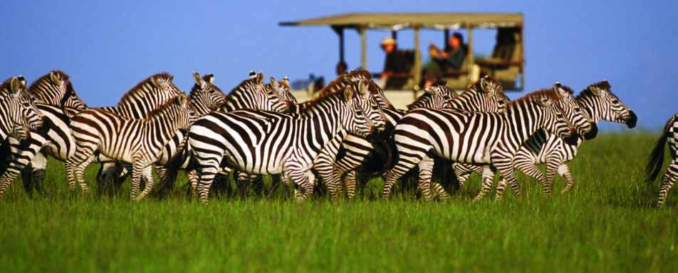 Game drive in the Serengeti