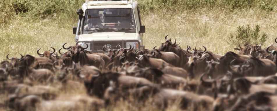 Search for the migration herds