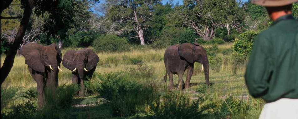 Selous walking safari