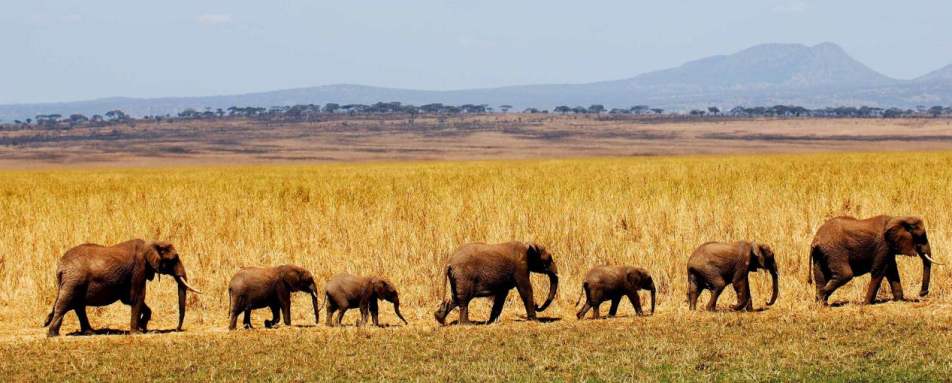Wildlife in the Tarangire